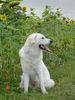 Kuvasz Hund