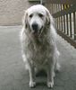 Kuvasz Hund