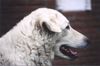 Kuvasz Hund