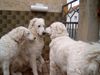 Kuvasz Hund