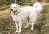 Kuvasz Hund