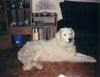 Kuvasz Hund