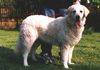 Kuvasz Hund