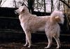 Kuvasz Hund