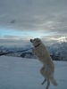 Kuvasz Hund