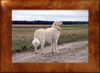 Kuvasz Hund