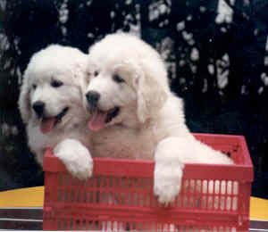 Kuvasz Hunde Foto 1662 Kuvasz Bolle und Ben Markios