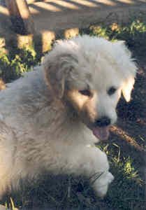 Kuvasz Hunde Foto 1315 Kuvasz Jeanie von den Teichfeen, geb.April 1999