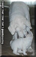 Kuvasz Hunde Foto 7996 Kuvasz Artus und sein Baby