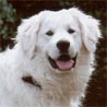 Kuvasz