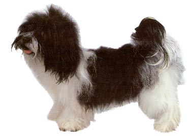 Kyi Leo Hunde Foto 309 Kyi Leo