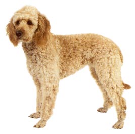 Labradoodle