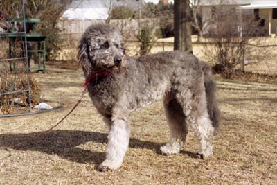 Labradoodle