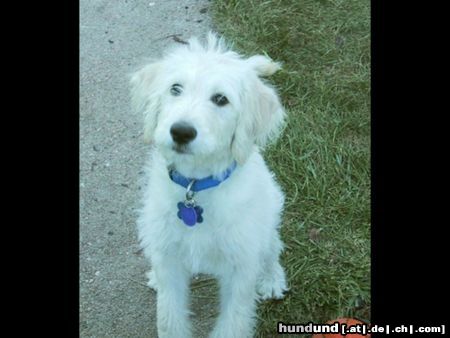 Labradoodle Lambeau the Labradoodle