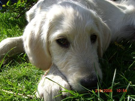 Labradoodle Ole, 4 Monate alt