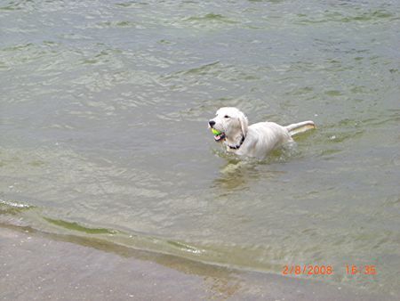 Labradoodle Ole, 7 Monate alt