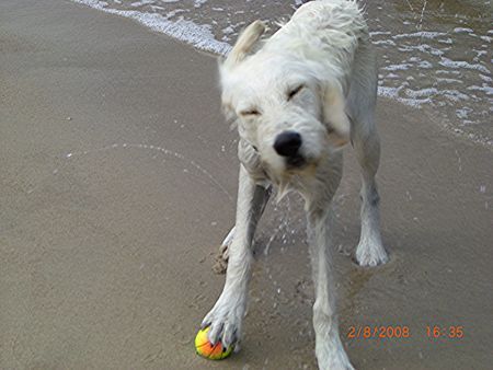 Labradoodle Ole, 7 Monate alt