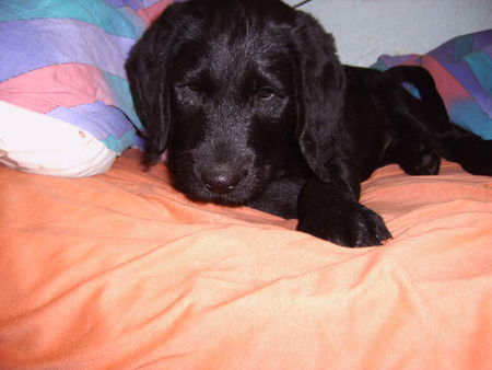 Labradoodle zukünftiger Krebssuchhund