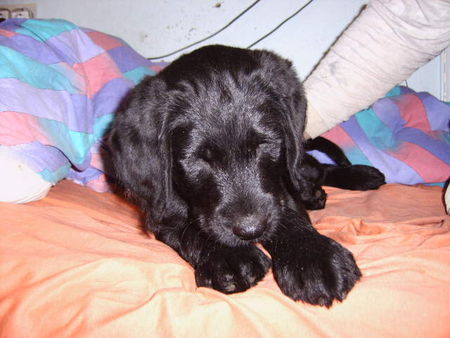 Labradoodle zukünftiger Krebssuchhund