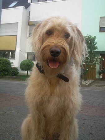 Labradoodle Hunde Foto 43157 Labradoodle Dies ist unser Labradoodle LIMES