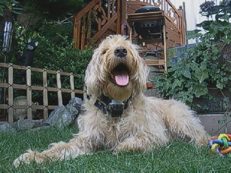 Labradoodle Hunde Foto 43158 Labradoodle Dies ist unser Labradoodle LIMES
