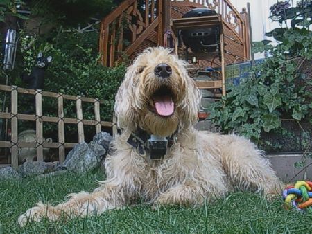 Labradoodle Dies ist unser Labradoodle LIMES