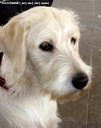 Labradoodle Das ist der Rüde Einstein. Ein Superhund. 8 Monate alt