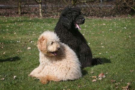 Labradoodle Hunde Foto 37042 Labradoodle Eltern meines Labradoodles