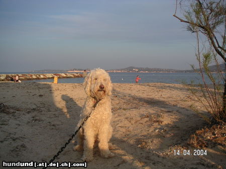 Labradoodle Hier zeige ich euch mal einen richtigen Labradoodle!