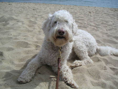 Labradoodle Filou, der erste deutsche Labradoodle!!!