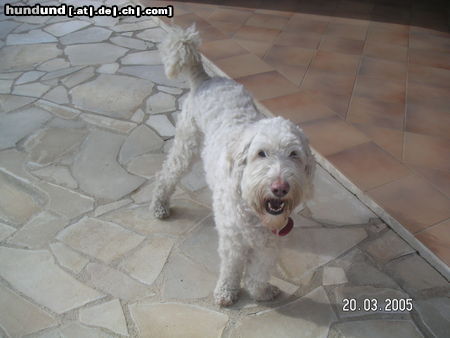 Labradoodle Filou, der erste deutsche Labradoodle