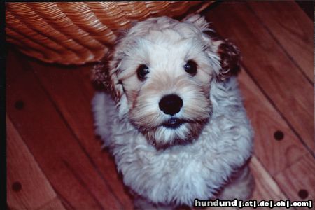 Labradoodle Jerry wohnt in Ohio/USA - 4 Monate alt - mini doodle