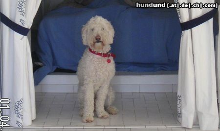 Labradoodle Filou, der erste deutsche Labradoodle