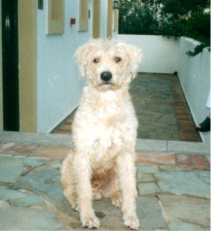 Labradoodle Mein Pflegehund