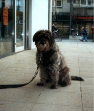 Labradoodle Mein Pflegehund