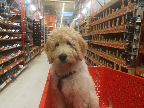 Labradoodle Labradoodle (Rüde) Charlie im Baumarkt beim lernen keine Angst zu haben. Großartig gemeistert im Alter von 12 Wochen.