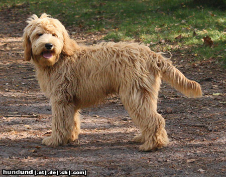 Labradoodle Der Hund auf diese Foto ist Morris, ein Australian Labradoodle Rüde