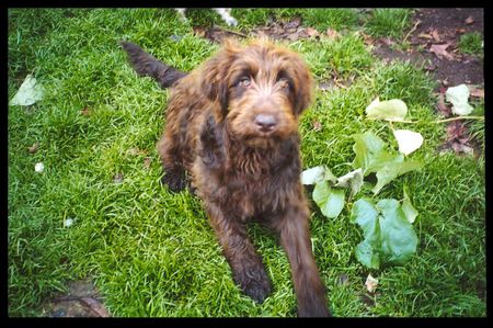 Labradoodle Valley View Dog Breeders Australia