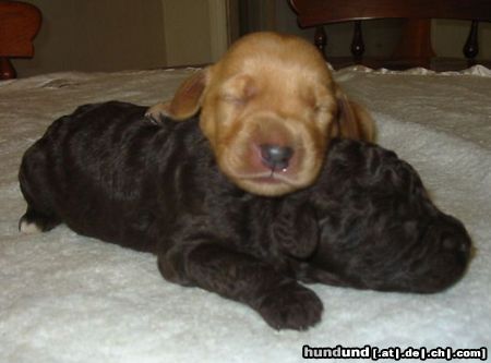 Labradoodle Valley View Dog Breeders Australia