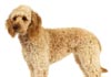 Labradoodle Hund