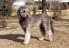 Labradoodle Hund