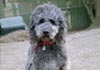 Labradoodle Hund