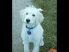 Labradoodle Foto: Lambeau the Labradoodle (ID 5815) Labradoodle Hund