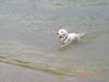 Labradoodle Foto: Ole, 7 Monate alt (ID 42702) Labradoodle Hund