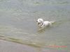 Labradoodle Hund