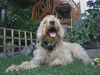 Labradoodle Hund