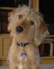 Labradoodle Hund