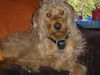 Labradoodle Hund