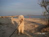 Labradoodle Hund