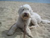 Labradoodle Hund